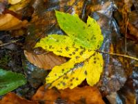 Geflecktes Ahornblatt in gelb bis hellgrün